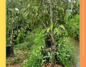 Pollarise  Bibit Durian Musang King Terdekat