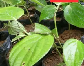 Pusat Bibit,  Bibit Lada Satu Ruas