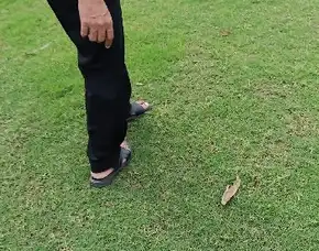 Harga Rumput Jepang Blora Terbaik