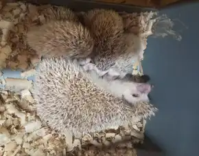 Landak Mini Baba Petstore