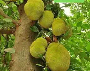 Epollarise  Bibit Nangka Madu Jumbo