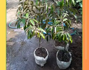 Pollarise  Bibit Benih Durian Duri Hitam
