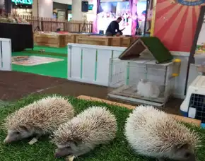 Landak Mini Jogja Baba Petstore