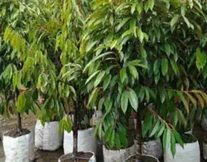 Epollarise Bibit Durian Musang King Terdekat