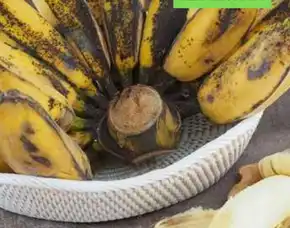 Bibit Bonggol Pisang