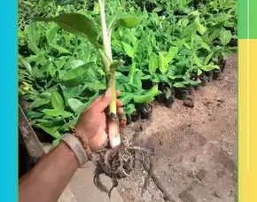 Cari Bibit Pisang Kepok